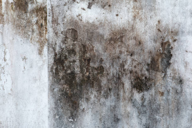 Professional Mold Removal in Ahoskie, NC
